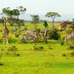 voyage sur mesure au Kenya