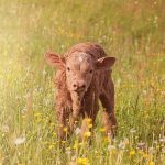 produit d'écornage pour agriculture