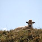 aubrac